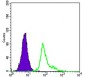 CD105 Antibody